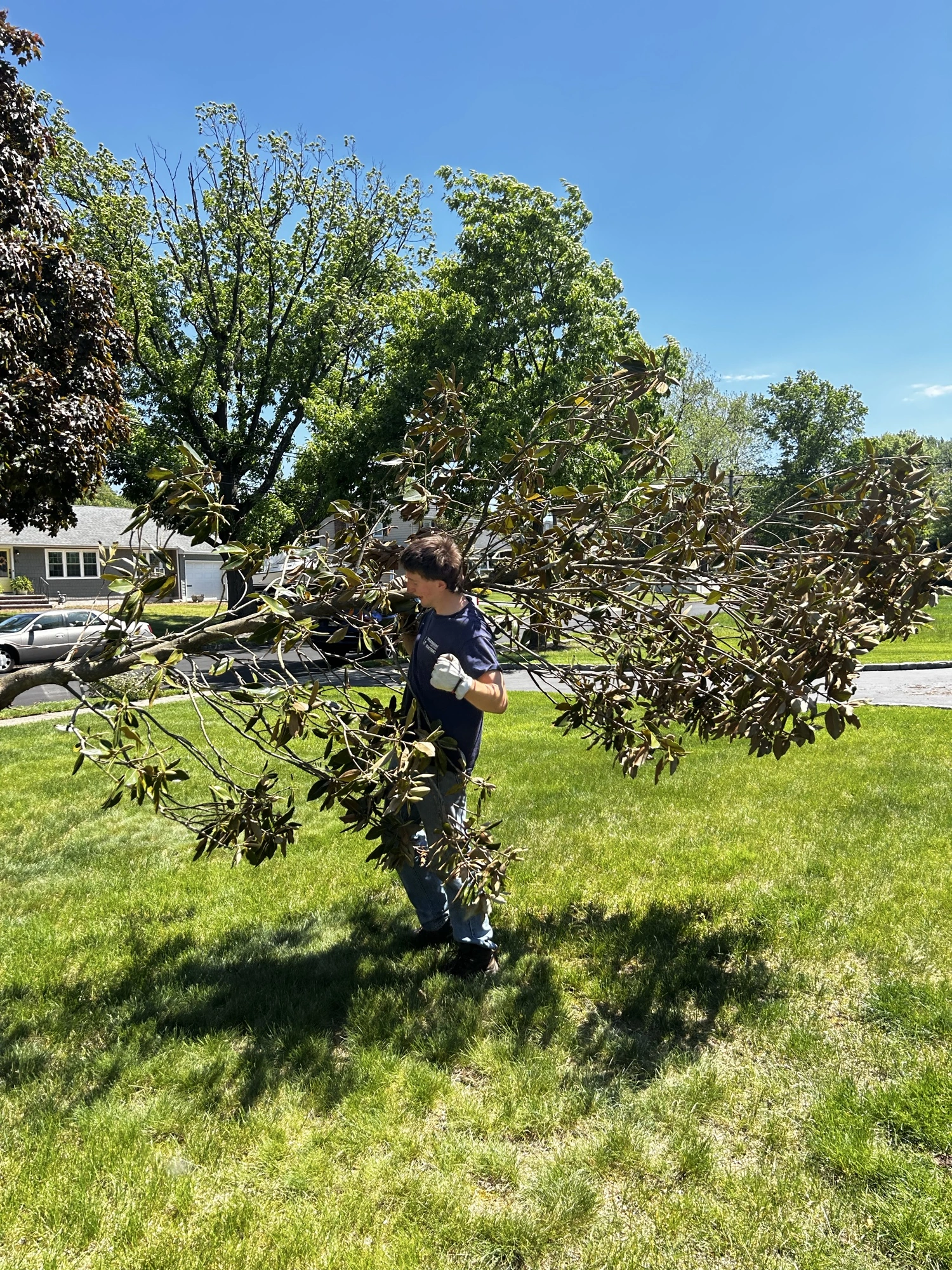 A crew member carrying a large cut branch across a lawn