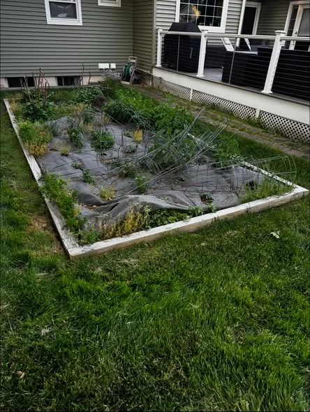 Garden bed before cleanup, with weeds and old ground covering